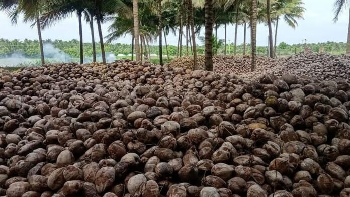 Coconut exports from Pollachi rebound as Gulf tensions ease